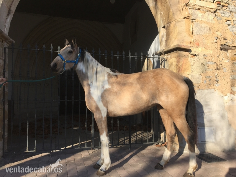 QUARTER HORSE PÍO PALOMINO in 