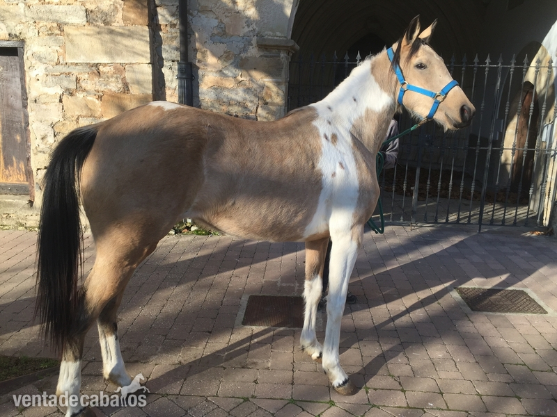 Appaloosa