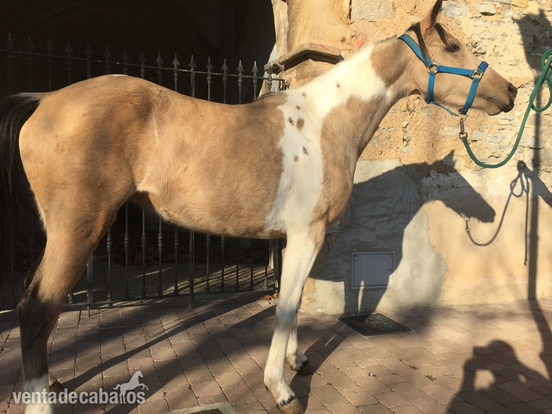 Appaloosa {TYPE}