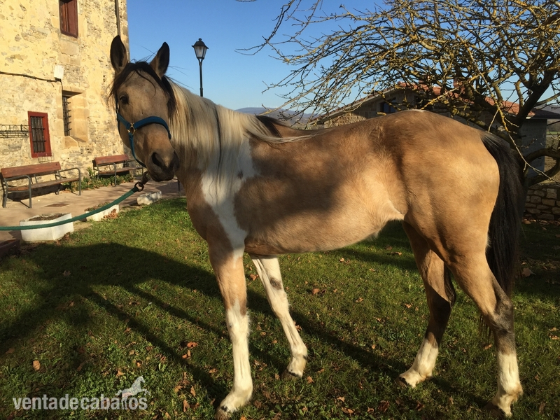 Caballos Capados Appaloosa - QUARTER HORSE PÍO PALOMINO