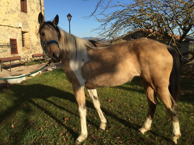 Caballos Capados Appaloosa - QUARTER HORSE PÍO PALOMINO