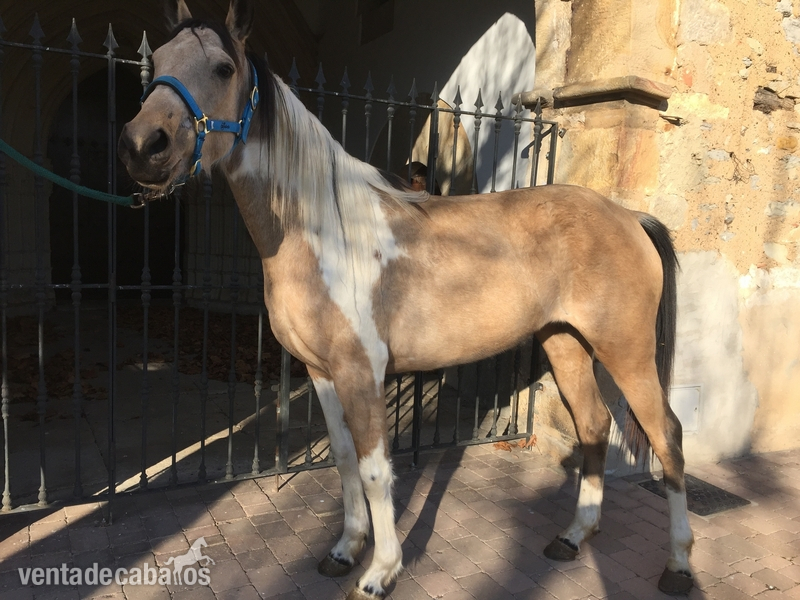 QUARTER HORSE PÍO PALOMINO - Caballos Capados Appaloosa