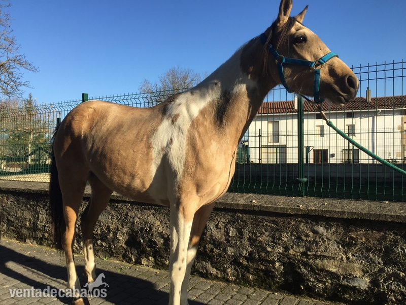QUARTER HORSE PÍO PALOMINO - Appaloosa