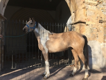 QUARTER HORSE PÍO PALOMINO