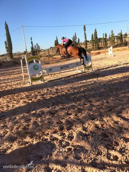 Caballo CDE salto y doma. in 