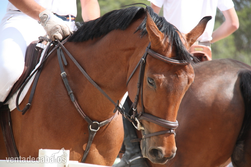 Caballo CDE salto y doma.