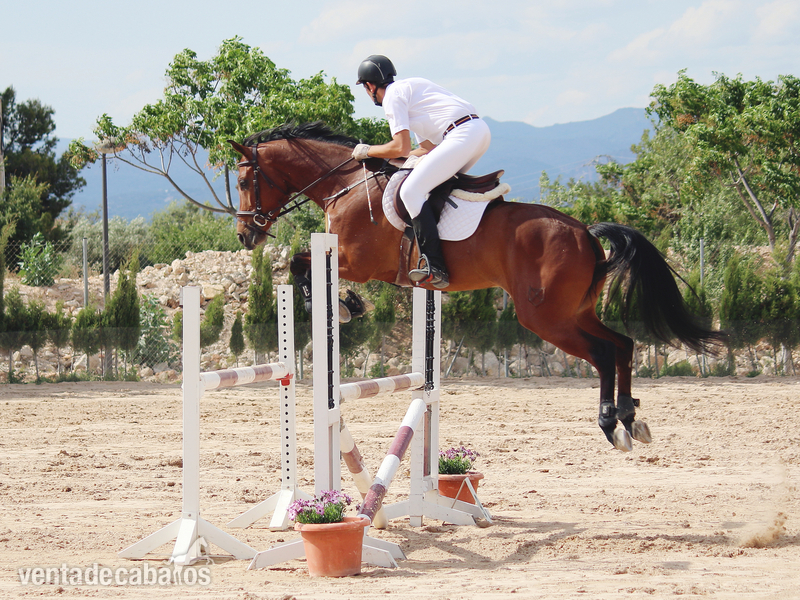  Caballo CDE salto y doma.
