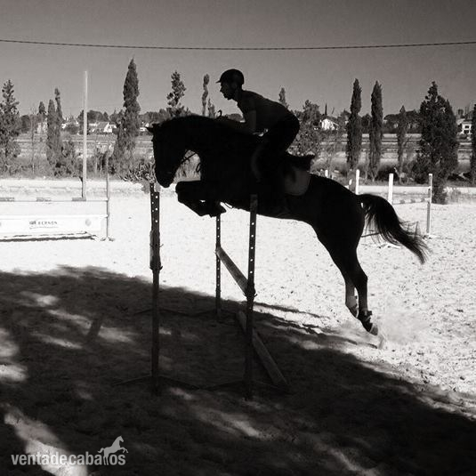 Caballo CDE salto y doma. - EMPTY in 