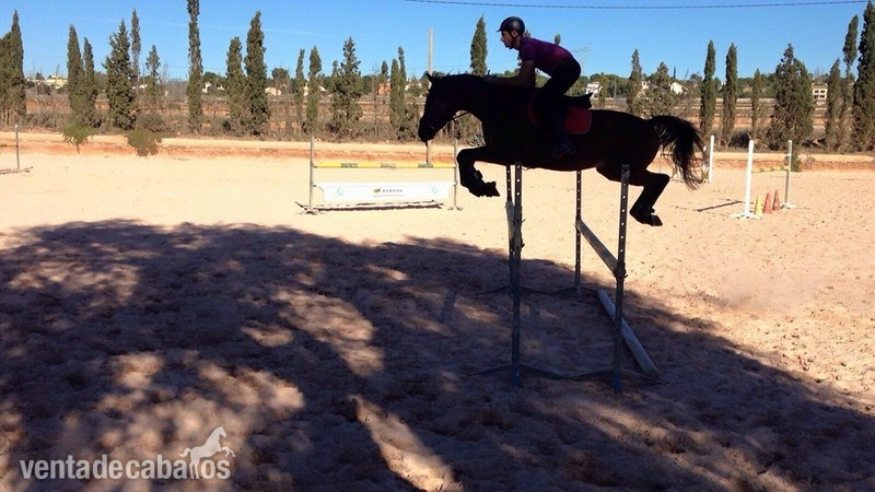 Caballo CDE salto y doma. - EMPTY