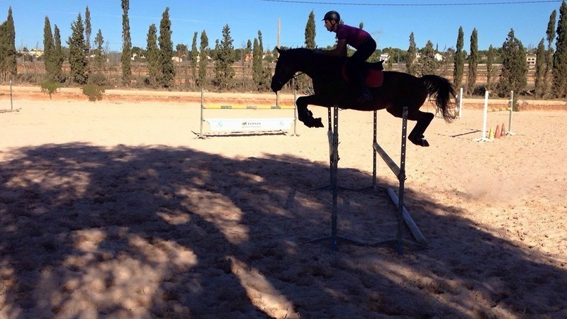 Caballo CDE salto y doma. - EMPTY