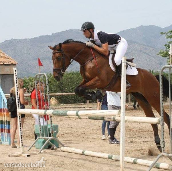 Caballo CDE salto y doma. 