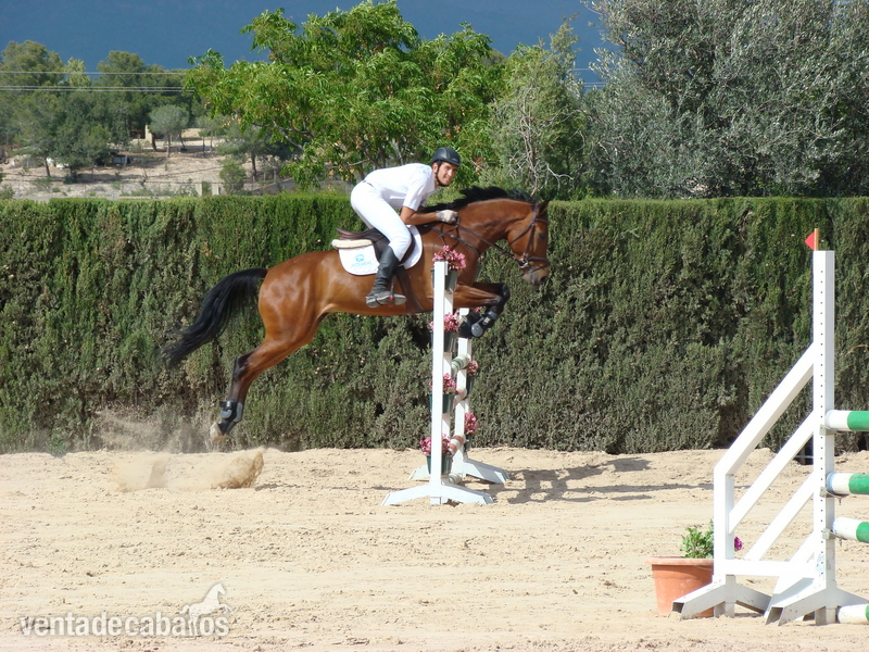 EMPTY - Caballo CDE salto y doma. in 