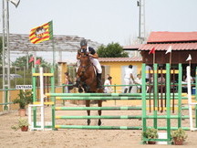 Caballo CDE salto y doma.