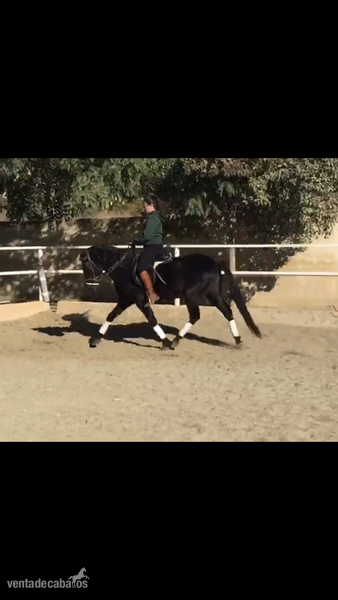 Venta de caballo in 