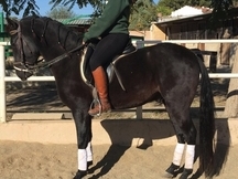 Venta de caballo