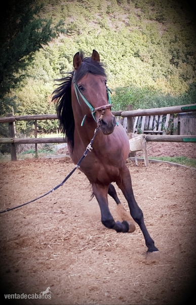 CABALLOS, YEGUAS Y POTROS P.R.E in 