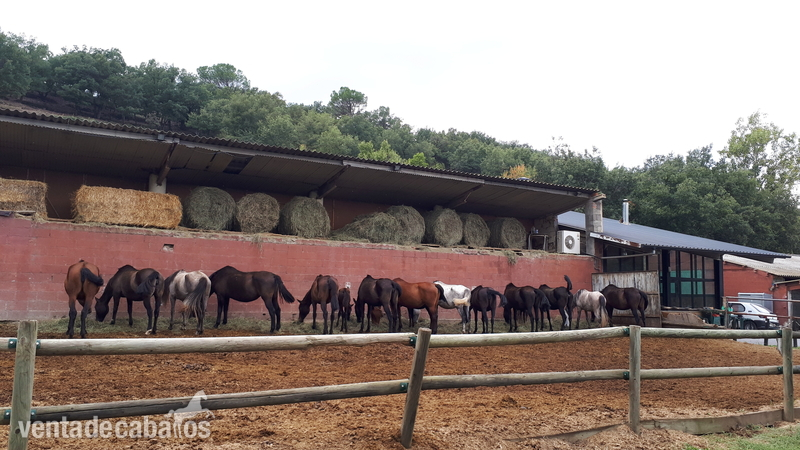 Caballos Pura Raza Española (P.R.E.) Pura Raza Española - CABALLOS, YEGUAS Y POTROS P.R.E
