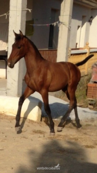 Caballo de josé luis de la escalera  in 