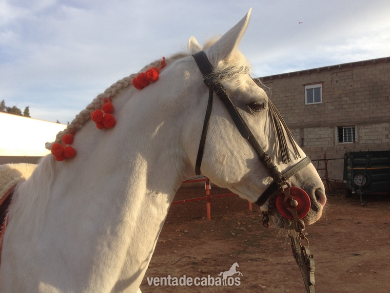 CABALLO PARA CUALQUIER JINETE in 