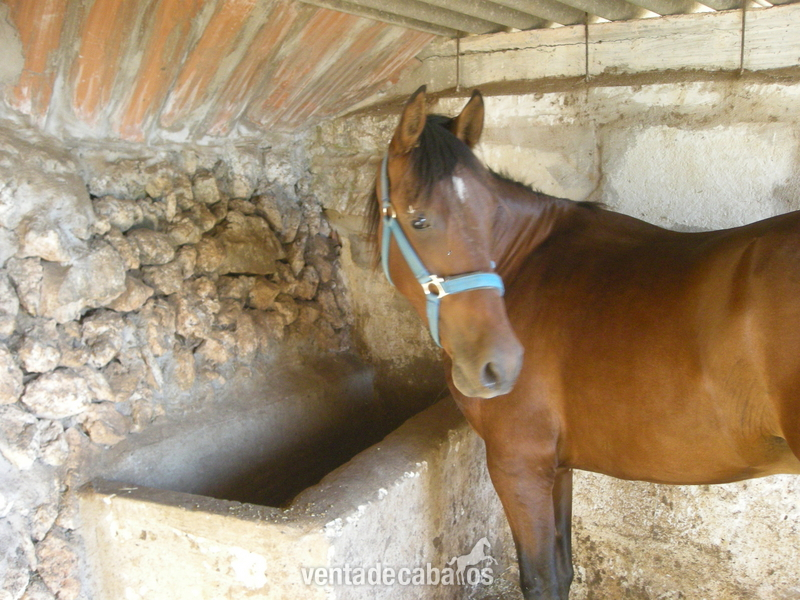 caballo pre castrado in 