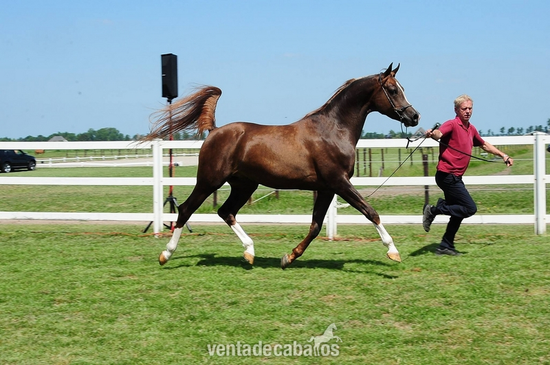 Yeguada Solavilla - Caballos PRá in 