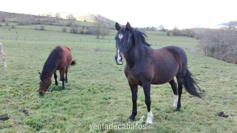 Caballos de montura in 