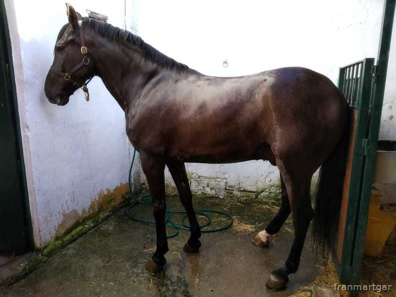 Caballo muy grande y bien hecho in 