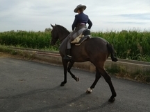 Caballo muy grande y bien hecho