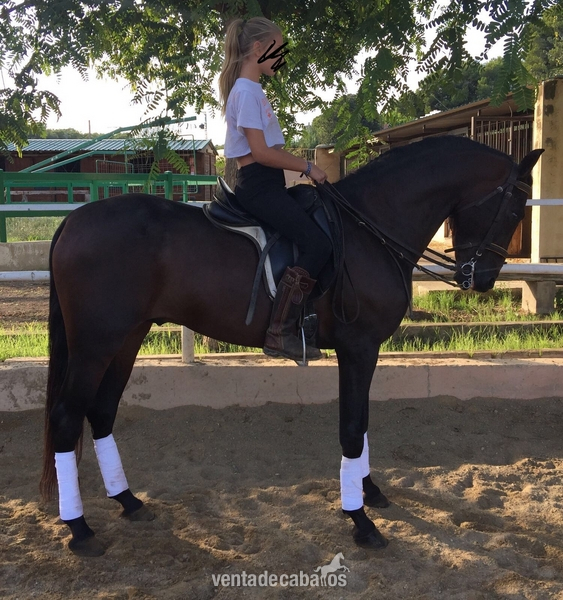 Venta de caballo in 