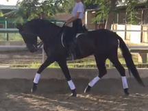 Venta de caballo