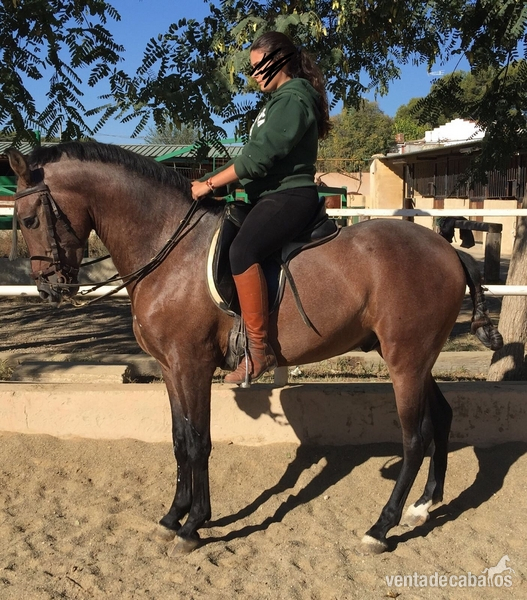 Venta de caballo  in 