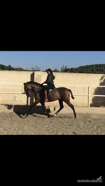 Hispano-Arabe
