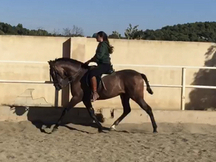 Venta de caballo