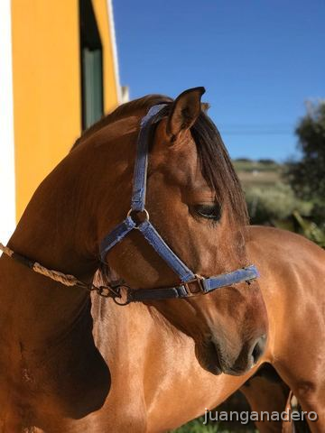 Pura Raza Española