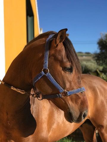 Pura Raza Española