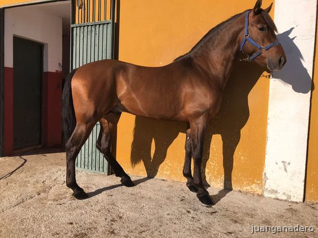 Pura Raza Española {TYPE}