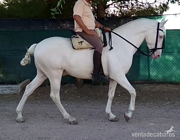 Se vende caballo albino  in 