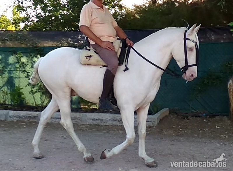 Cruzado 