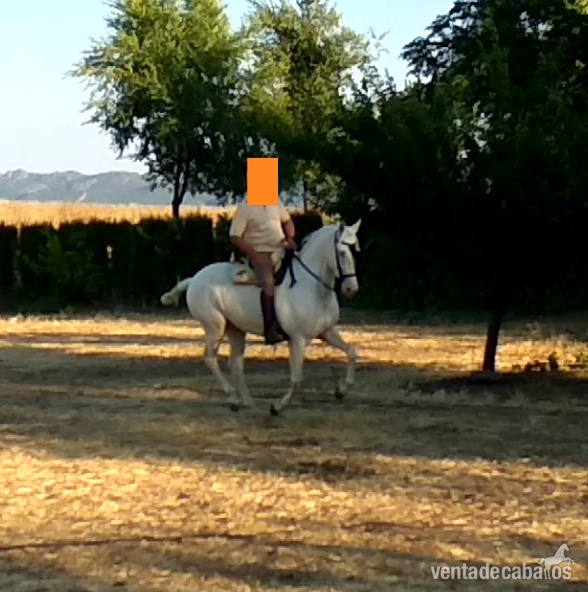 Cruzado  {TYPE}