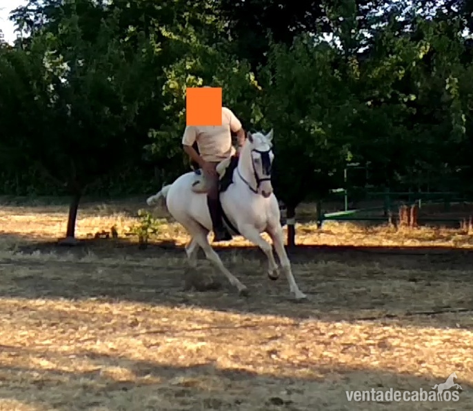 Caballos Capados Cruzado  - Se vende caballo albino 