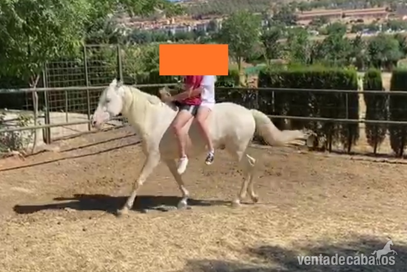 Se vende caballo albino  - Caballos Capados Cruzado 