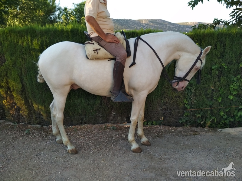 Se vende caballo albino  - Cruzado 
