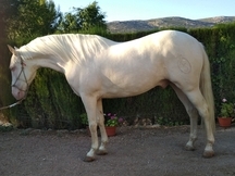 Se vende caballo albino 