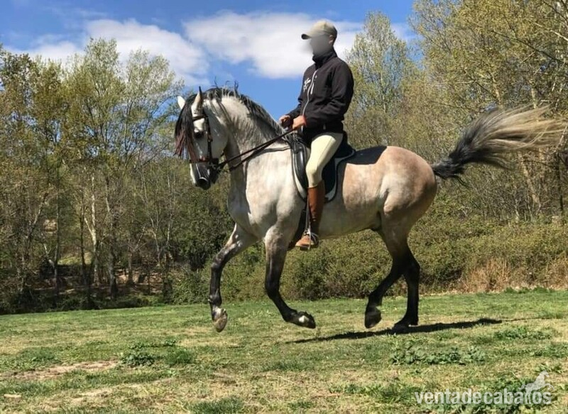 Pura Raza Española {TYPE}