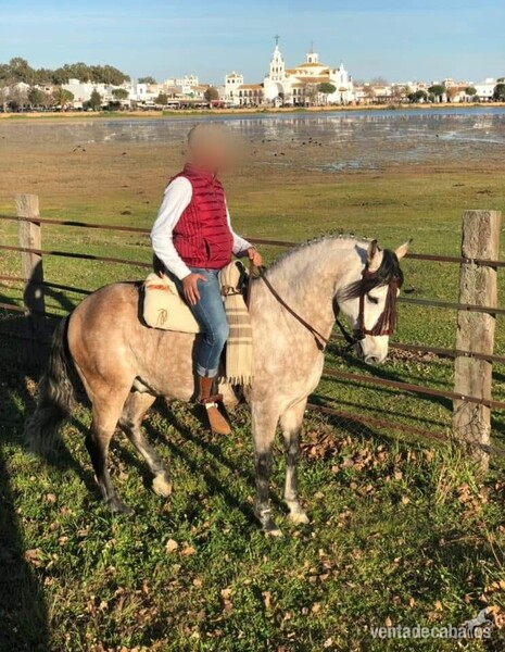 Caballos Pura Raza Española (P.R.E.) Pura Raza Española - EN VENTA / FOR SALE 