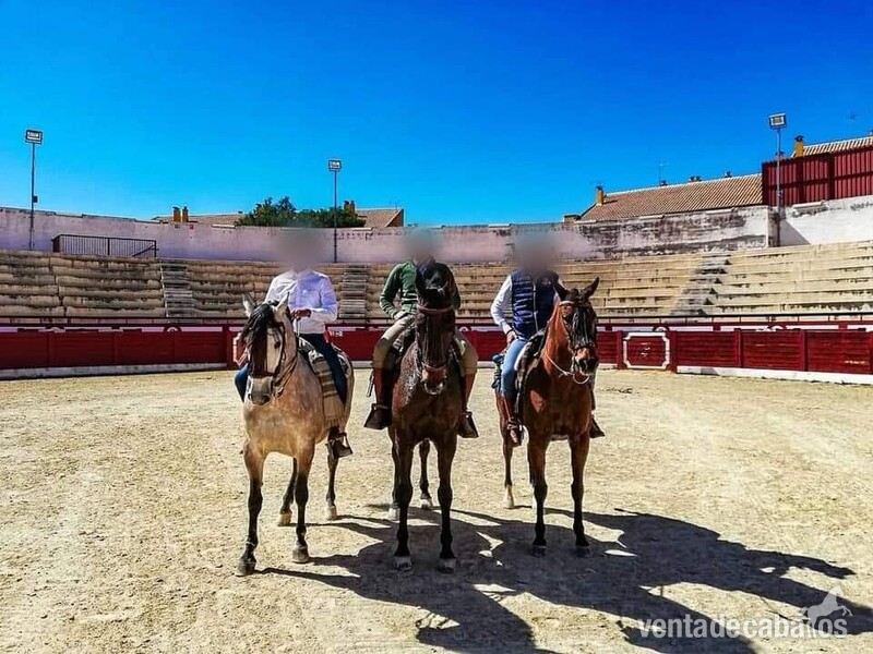 EN VENTA / FOR SALE  - Caballos Pura Raza Española (P.R.E.) Pura Raza Española