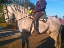 caballo pre en venta