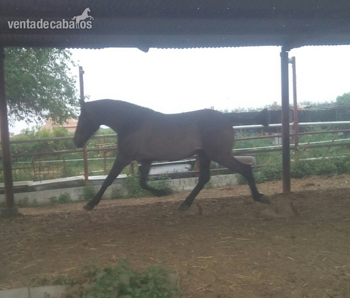 potra pre 3 años in 