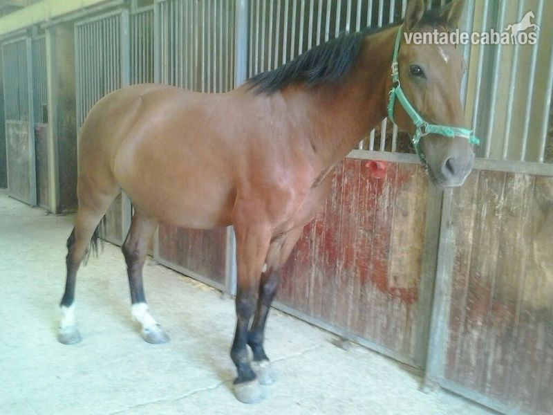 Lote de 5 caballos in 