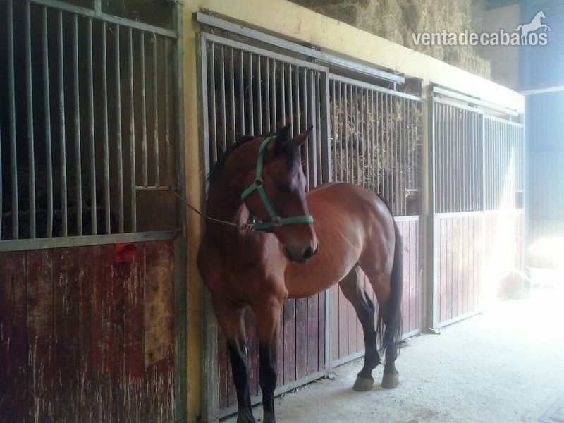 Caballos Capados Holstien - Lote de 5 caballos